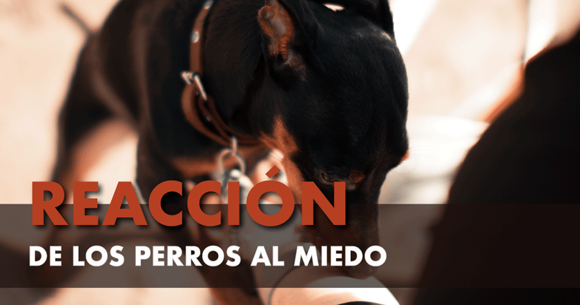 ¿Cómo reaccionan los perros ante el miedo humano?