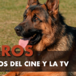 Perros famosos del cine y la TV Taco Bell