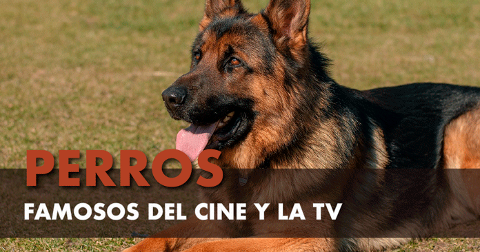 Perros famosos del cine y la TV Taco Bell