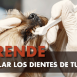 Cómo cepillar los dientes de tu perro