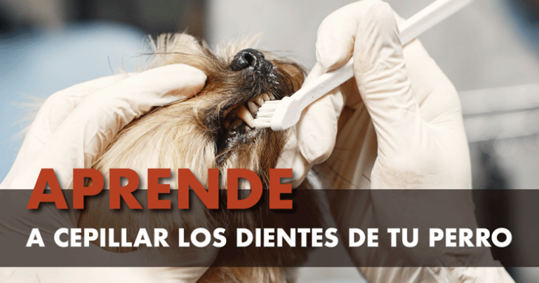 Cómo cepillar los dientes de tu perro