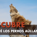 Por qué los perros aúllan