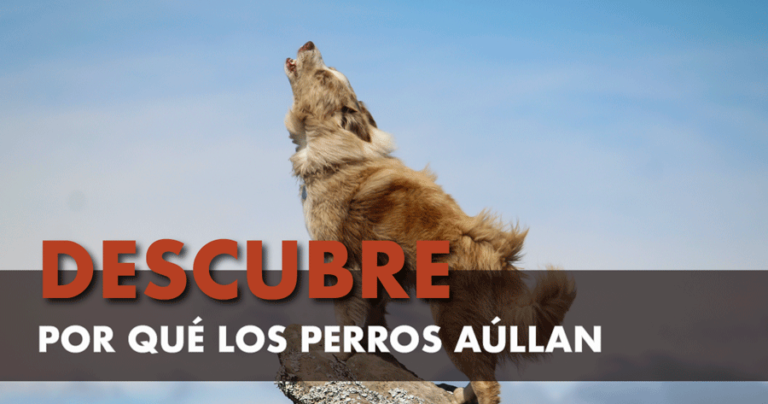 Por qué los perros aúllan