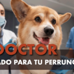 Veterinario adecuado para tu perro