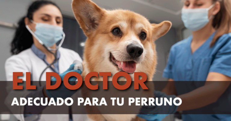 Veterinario adecuado para tu perro