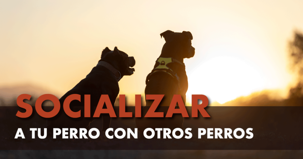 Socializar-a-tu-perro-con-otros-perros