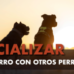 Socializar-a-tu-perro-con-otros-perros