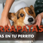 Perro baño