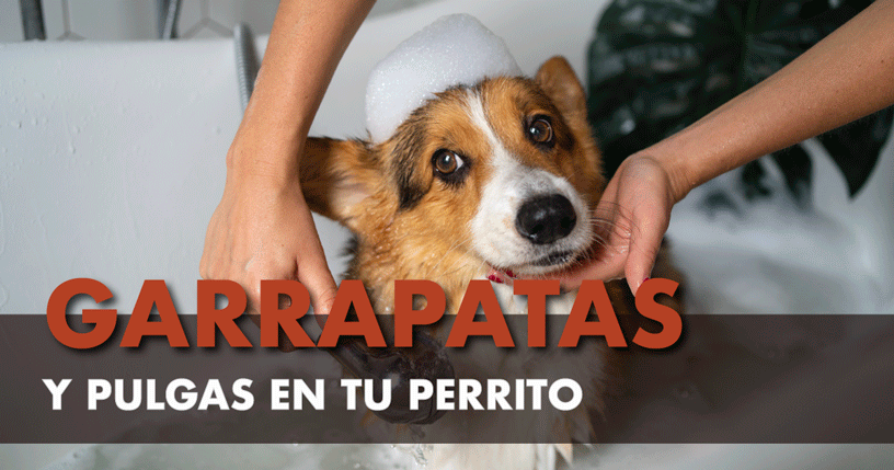 Perro baño