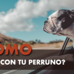 Viajar con tu perro