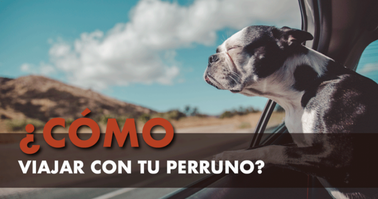 Viajar con tu perro