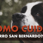 Perro bernardo