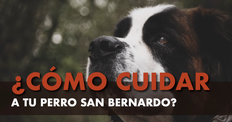 Perro bernardo