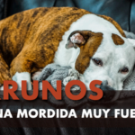 Perro con mordida fuerte