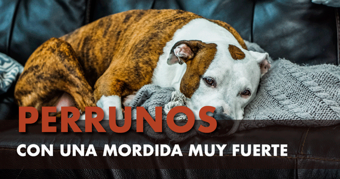 Perro con mordida fuerte