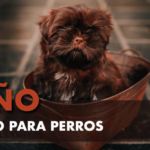 Baño seco para perros