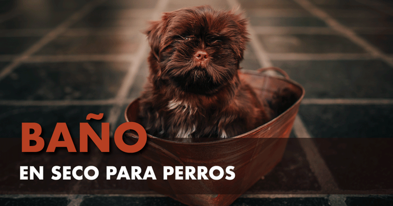 Baño seco para perros