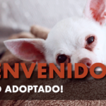 Socializar a tu perro adoptado