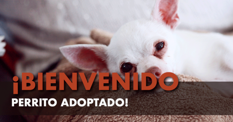 Socializar a tu perro adoptado