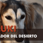 Saluki, el perro de los reyes del desierto