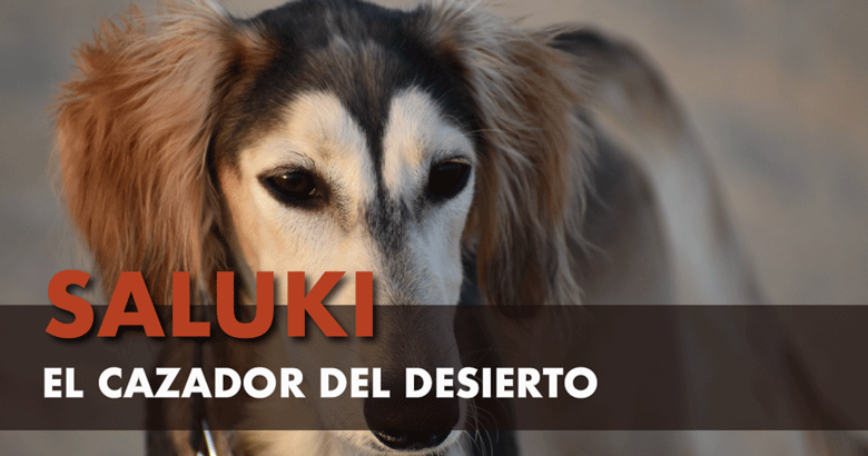 Saluki, el perro de los reyes del desierto