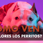 Colores que ven los perros