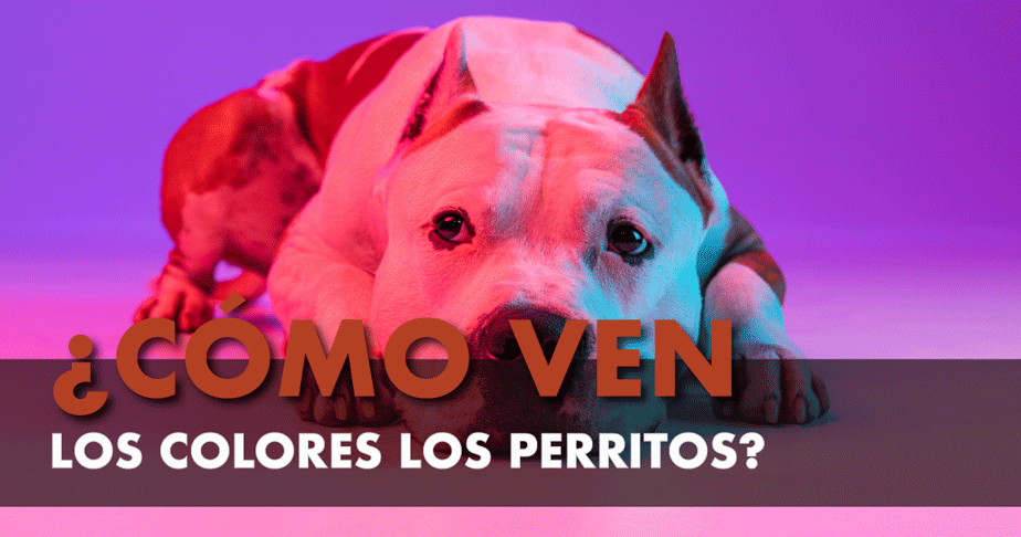 Colores que ven los perros