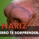 La nariz de los perros