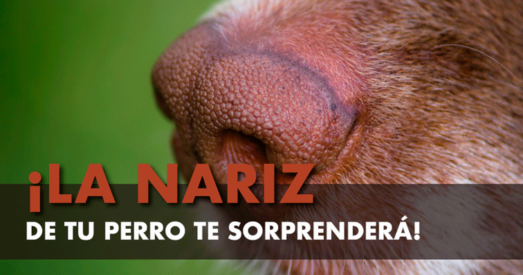 La nariz de los perros