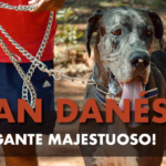 Dogo Alemán