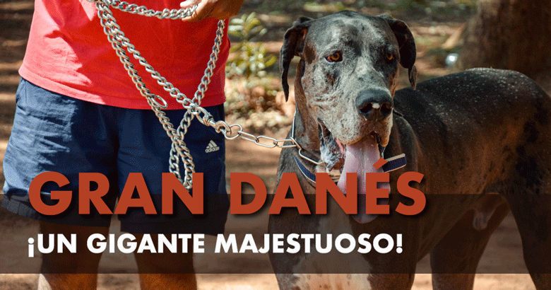 Dogo Alemán