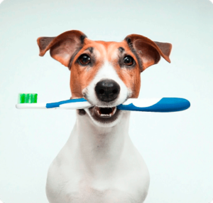 Cepillar los dientes a tu perro