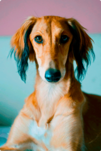 Saluki, el perro de los reyes del desierto