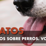 Datos curiosos sobre perros