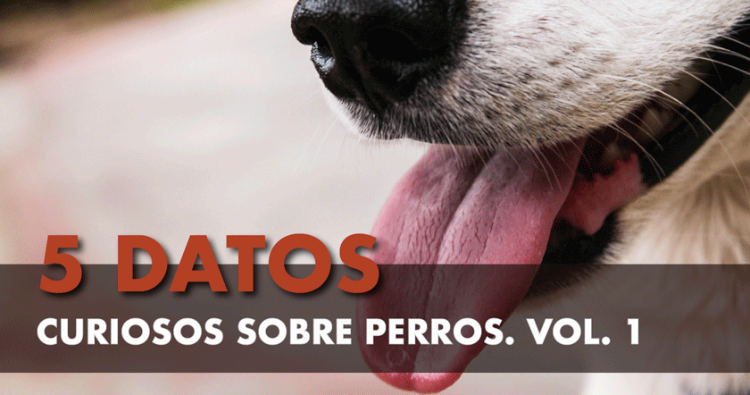 Datos curiosos sobre perros