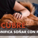 Sonar con perros