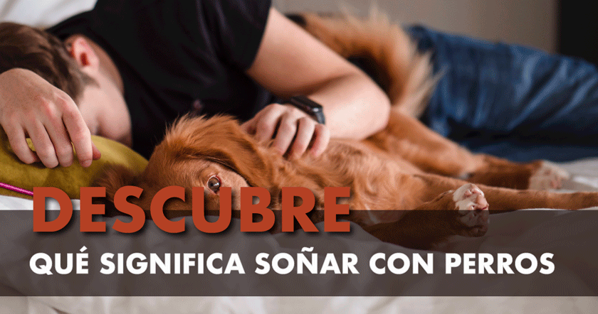 Sonar con perros