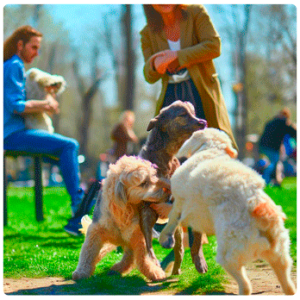 Perros jugando en el parque