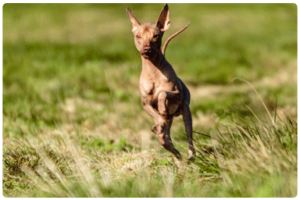 Perruno calvo