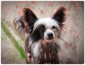 Perro sin pelo