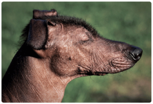 Perruno sin pelaje