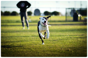 Perro corriendo en el parque