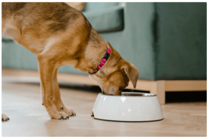 Perro comiendo