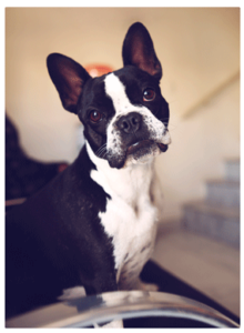 Boston-Terrier