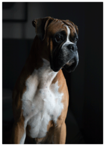 Boxer dog