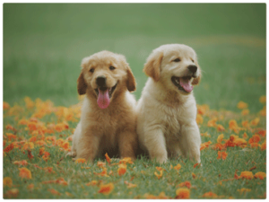 Golden Retriever dog