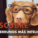 Cuál perro es el más inteligente