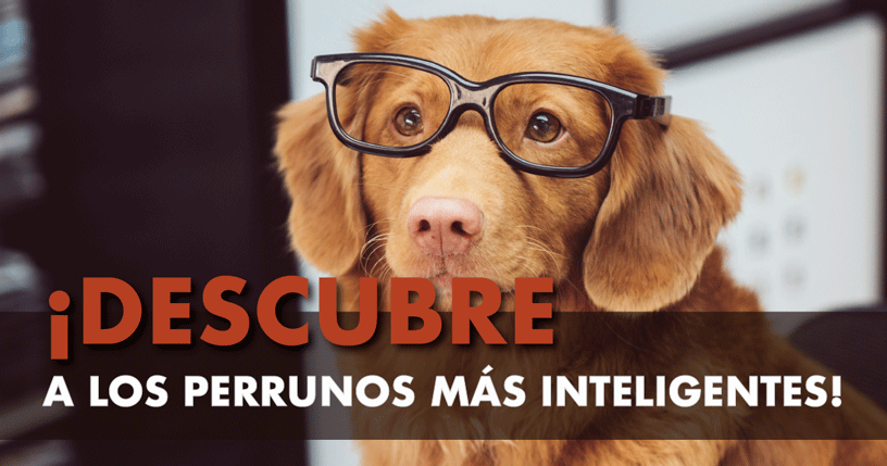 Cuál perro es el más inteligente