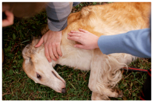 Terapias holísticas para perros