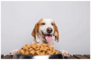 Perrito comiendo